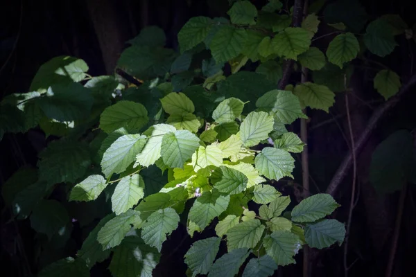 Siyah Yaprakların Üzerindeki Parlak Güneş Işığı Yeşil Yaprak Dokusunu Gösteriyor — Stok fotoğraf