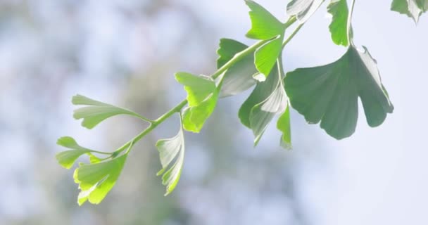 Зеленые Листья Гинкго Билоба Целебного Дерева Качающиеся Ветру Освещенном Солнечным — стоковое видео