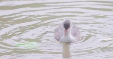 Moorhen, su tavuğu ya da bataklık tavuğu, Avrupa Moorhen, gallinula kloropus, Civcivler, Belçika 'nın Antwerp şehrinde suda yüzüyorlar. Yüksek kalite 4k görüntü