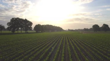 Amerikan ya da Avrupa kırsal manzarası, tarım arazisi. İnsansız hava aracı mısır tarlası üzerinde alçaktan uçuyor. Kırsal alan, çiftlik. Güneşli bir sabah, gün doğumu, bahar mevsimi. Yüksek kalite 4k görüntü