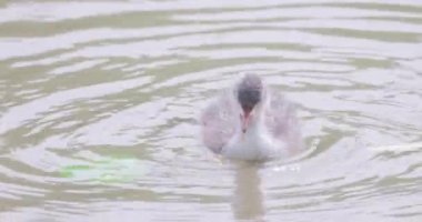 Moorhen, su tavuğu ya da bataklık tavuğu, Avrupa Moorhen, gallinula kloropus, Civcivler, Belçika 'nın Antwerp şehrinde suda yüzüyorlar. Yüksek kalite 4k görüntü