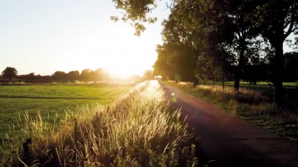 Luftaufnahme Der Europäischen Landschaft Ackerland Drohne Fliegt Tief Über Maisfeld — Stockvideo