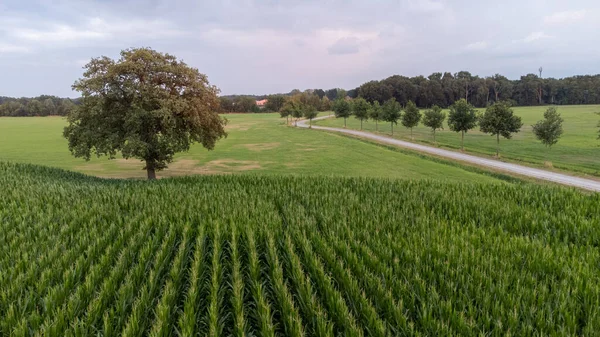 Vista Aérea Panorâmica Filmada Por Drone Campo Milho Verde Fase — Fotografia de Stock