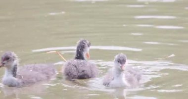 Moorhen, su tavuğu ya da bataklık tavuğu, Avrupa Moorhen, gallinula kloropus, Civcivler, Belçika 'nın Antwerp şehrinde suda yüzüyorlar. Yüksek kalite 4k görüntü