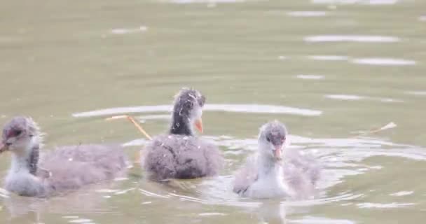 Общие Moorhen Waterhen Болотный Цыпленок Европейский Moorhen Gallinula Хлоропус Цыплят — стоковое видео