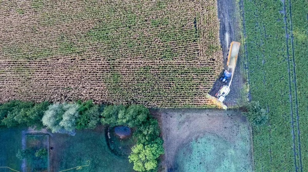 Aerial Drone View Lot Nad Kombajn Zbożowy Który Zbiera Suchą — Zdjęcie stockowe