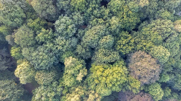 Yeşil Bir Ormanın Yukarıdan Aşağı Görüntüsü Insansız Hava Aracı Manzarası — Stok fotoğraf