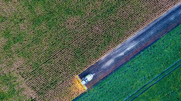 Aerial Drone View Flight Συνδυάστε Harvester Που Θερίζει Ξηρό Καλαμπόκι — Φωτογραφία Αρχείου