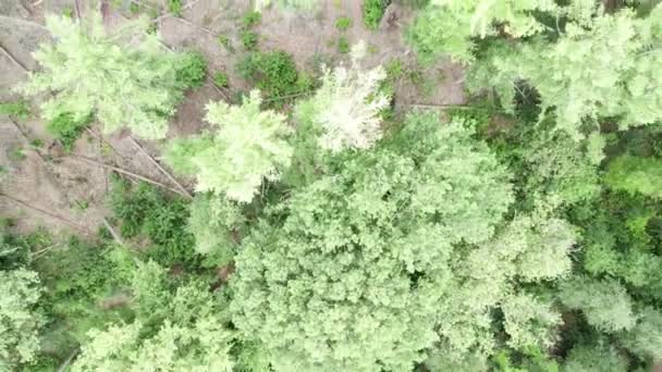 Съемка Беспилотника Камера Наблюдения Воздуха Движется Вверх Летнего Зеленого Леса — стоковое видео