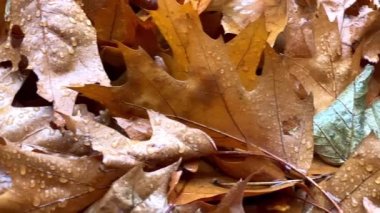 Sonbahar meşe yaprakları. Dökülen meşe yaprakları parlak renk. Düşen meşe yapraklarının yavaş çekimi. Yüksek kaliteli FullHD görüntüler