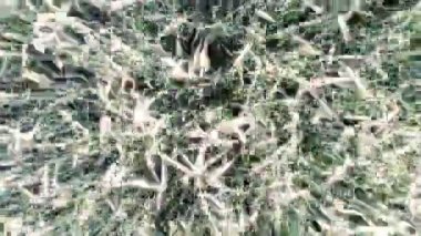 Yakın plan hava aracı yeşil buğday mısırının üzerinde uçuyor. Mısır gevreği arazisi, tarım endüstrisi. Doğal doku hareket halinde, yemyeşil buğday dalları rüzgarda sallanıyor. Organik ürünleri tarlada yetiştir. Yüksek