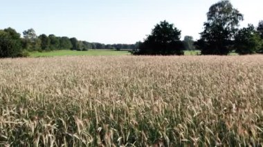 Hava sineması klibi: İHA gün batımında buğday tarlasında uçuyor. Drone sarı tarım buğday tarlası üzerinde uçuyor. Bir buğday tarlasının güzel yaz manzarası. Çiftlik buğday tarlasının üst görüntüsü