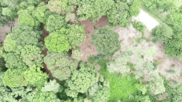 Drone Filmato Telecamera Vista Aerea Muove Verso Basso Una Foresta — Video Stock