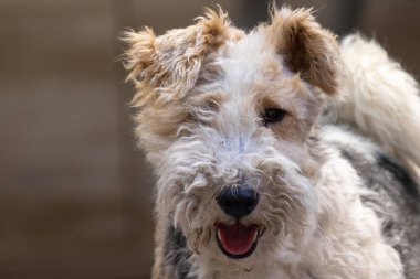 Fox Terrier Portresi 'nin doğal bir arka planı var. Yüksek kalite fotoğraf