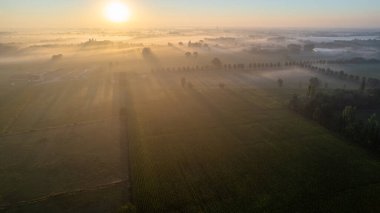 Avrupa, Belçika 'da vahşi ormanlarla çevrili güzel yeşil ve sarı tarımsal tarımın insansız hava aracı çekimi altın güneş ışınları ile yeşilin üzerinde sihirli bir battaniye oluşturur.