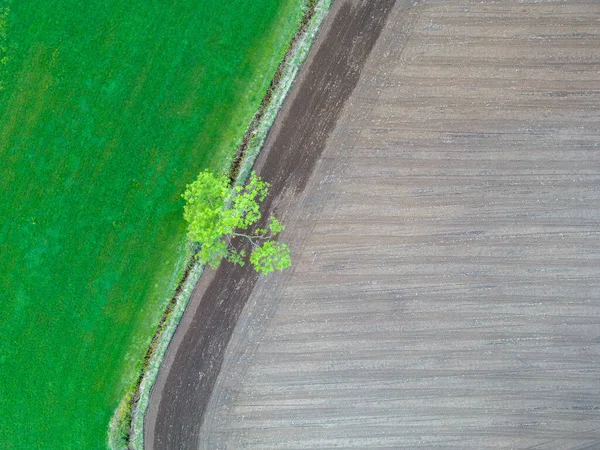 최근에 분리되어 녹색밀 나무가 있어요 공중에서 아름다운 미니멀리즘 벨기에 — 스톡 사진