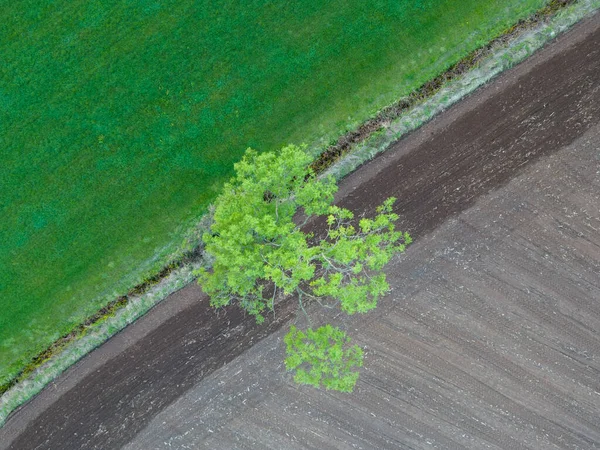 Drone Photo Fresh Bright Green Wheat Field Separated Recently Plown — Stock Photo, Image