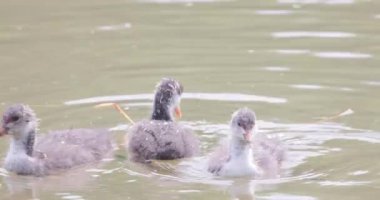 Moorhen, su tavuğu ya da bataklık tavuğu, Avrupa Moorhen, gallinula kloropus, Civcivler, Belçika 'nın Antwerp şehrinde suda yüzüyorlar. Yüksek kalite 4 bin yavaş çekim görüntüsü