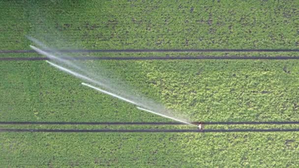 Воздушный Обзор Помощью Беспилотника Сельскохозяйственного Поля Орошаемого Гигантской Мощной Системой — стоковое видео