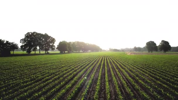 Vista Aérea Del Campo Cultivos Maíz Desde Punto Vista Del — Vídeo de stock