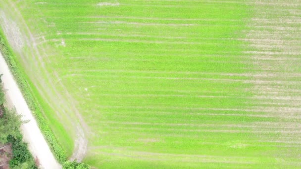Luftaufnahme Eines Weizenfeldes Von Oben Nach Unten Landwirtschaftsbereich Hochwertiges Filmmaterial — Stockvideo