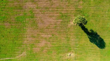 Tarlanın ortasındaki iki ağacın yukarıdan görünüşü, traktör izlerinin olduğu alan, kopyalama alanı. Yüksek kalite fotoğraf