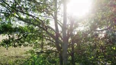 Sonbahar yağmuru damlaları taşların üzerindeki büyük su birikintisine dökülüyor, sokakları sel basıyor. Yağmur mevsiminde sağanak yağmur nedeniyle yollar taşar. Su altındaki yola yağmur damlaları düşüyor. Yüksek