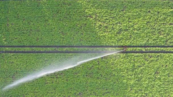 巨大な強力な灌漑システムによって灌漑されているジャガイモ畑の無人機による空中ビュー 高品質4K映像 — ストック動画