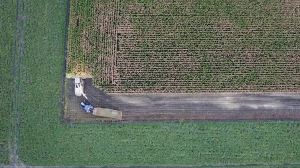 Aerial Drone View Flight Combine Harvester Reaps Dry Corn Field — Stock video