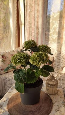 Yeşil ortanca çiçeklerine yakın çekim. Çiçeklerin arka planı. Bir buket yeşil ortanca.