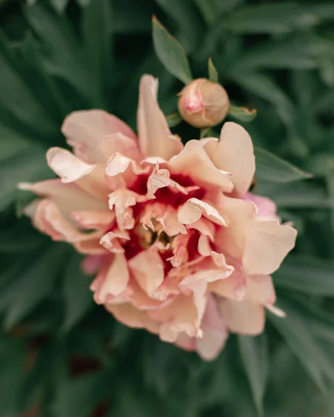 Beautiful Botanical Shot Peony Flower Natural Wallpaper — Stock Photo, Image