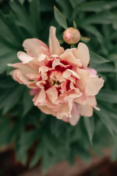 Beautiful Botanical Shot Peony Flower Natural Wallpaper — Stock Photo, Image