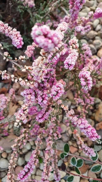 Gefrorene Schöne Blumen Garten Hintergrund Nahaufnahme — Stockfoto