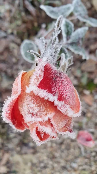 Congelado Hermosa Flor Jardín Fondo Cerca — Foto de Stock