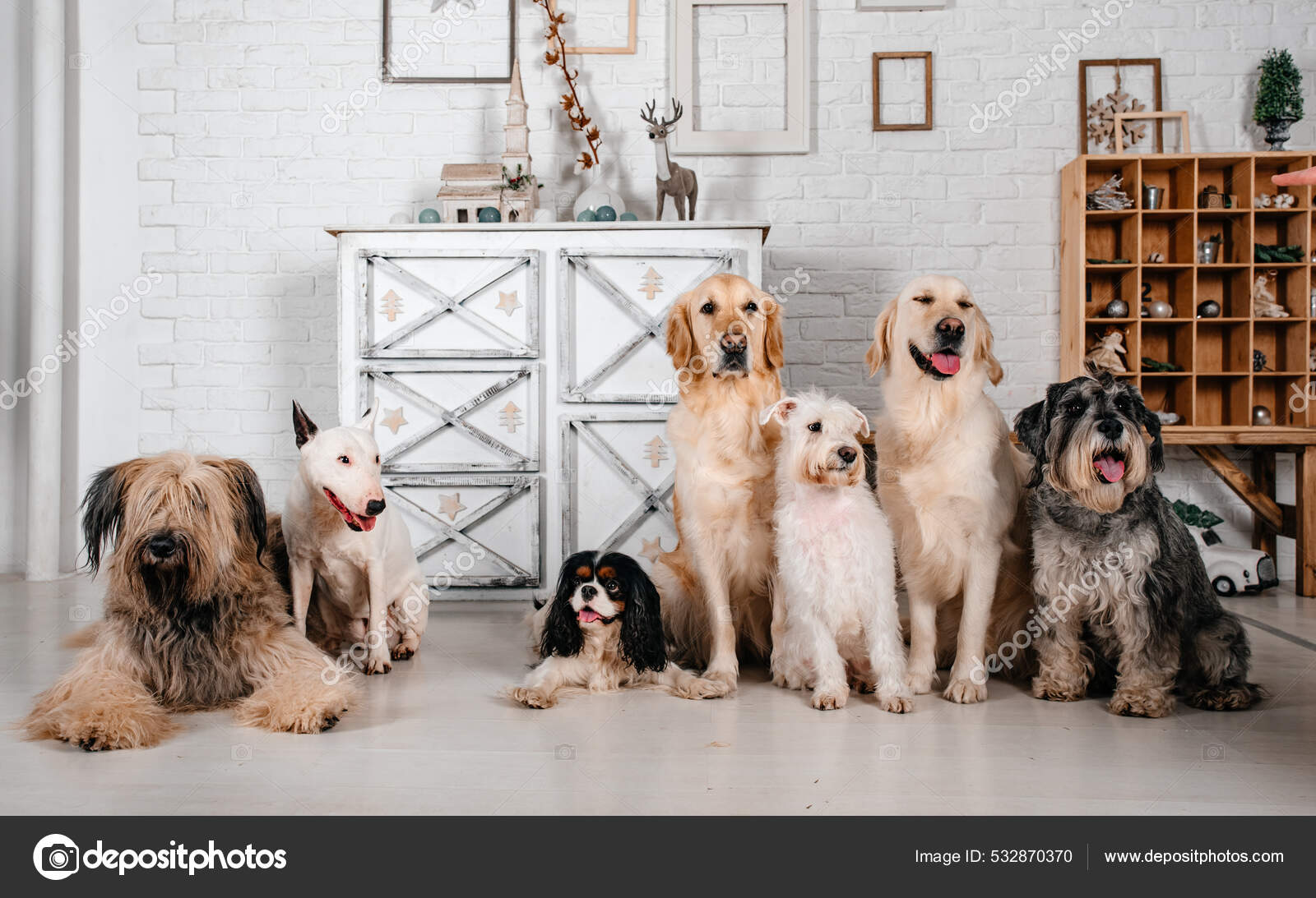 Dogs Different Breeds Posing Studio Dogs Breeds King Charles