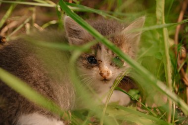 Gri hasta kedi ormanda yalnız. Evsiz hayvan. Evsiz kedi yavrusu hastalandı. Sokağa atılan bir kedi yavrusu açlıktan ölüyor. Gözleri ağrıyan kedi yavrusu..