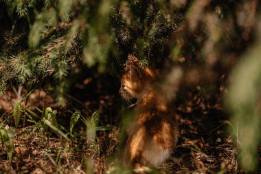 Küçük kızıl bir kedi yavrusu güneşte Noel ağacının altında çimlerde oturur. Ev hayvanı. Hayvan bakımı konsepti. Güneşli bir günde bir kedi yavrusu sokakta yürür. Beyaz-kırmızı kedi.