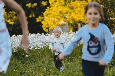 Çocuklar papatyaların arasında yürür. Oğlan ve kızlar anne için tarlada papatya çayı topluyor. Kırsal kesimde. Yabani çiçekler. Sıcak bir yaz günü. Defoktus, seçici odaklanma.