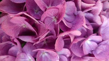 Pembe ortanca çalısı. Yakın plan. Çiçek açan ortanca çiçeği pembeden mora.