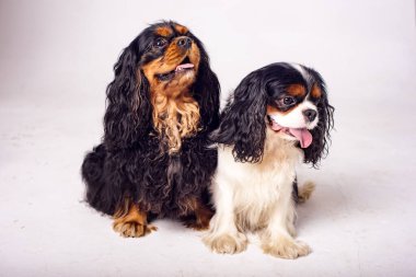 Beyaz arka planda iki köpek. Güzel bir köpeğin portresi. Kral Charles Spaniel..
