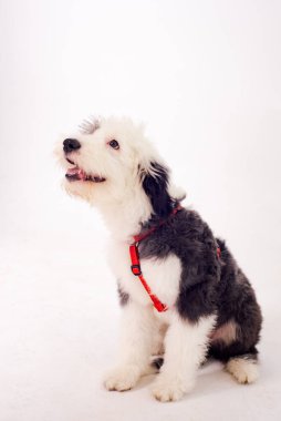 Beyaz arka planda kırmızı yakalı siyah beyaz şirin bir köpek. Köpek oturmayı emreder; eğitimli bir köpek..