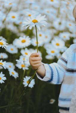 Bir çocuğun elinde papatya çayının yakın çekimi. Küçük bir çocuk annesi için papatya topluyor. Kırsal kesimde. Kır çiçekleri.