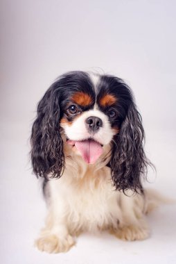 Beyaz arka planda bir köpek. Güzel bir köpeğin portresi. Kral Charles Spaniel..