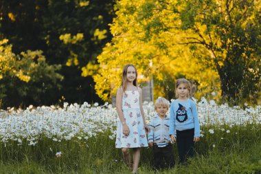 Çocuklar papatyaların arasında yürür. Oğlan ve kızlar anne için tarlada papatya çayı topluyor. Kırsal kesimde. Yabani çiçekler. Sıcak yaz günü.
