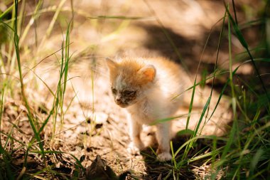 Kızıl kedicik ormanda yalnız başına. Evsiz hayvan. Evsiz kedi yavrusu hastalanmış. Sokağa atılan bir kedi yavrusu açlıktan ölüyor. Gözleri ağrıyan kedi yavrusu..