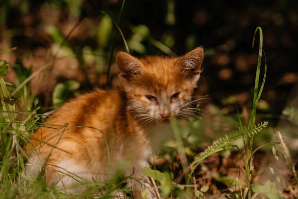 一只小姜猫在阳光下坐在圣诞树下的草地上 家养宠物 宠物护理的概念 阳光明媚的日子 一只小猫在街上散步 白红猫 — 图库照片