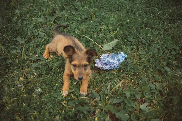 Köpek Oyuncakla Oynuyor — Stok fotoğraf