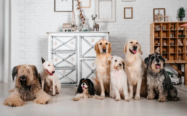 Dogs of different breeds are posing in the studio. Dogs of the breeds King Charles Spaniel, Golden Retriever, Bull Terrier, Mitel Schnauzer. Obedient dogs follow commands.