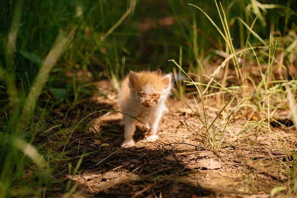 生姜病的小猫一个人在森林里 无家可归的动物这只无家可归的小猫咪病了 一只被扔到街上的小猫饿了 眼睛疼痛的猫 — 图库照片