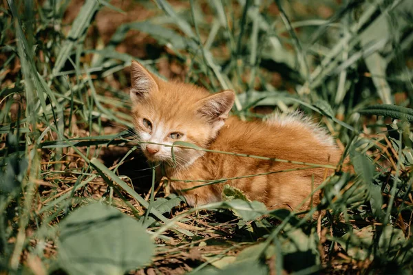 一只小姜猫躺在阳光下的草地上 宠物护理的概念 阳光明媚的日子 一只小猫在街上散步 白红猫 — 图库照片